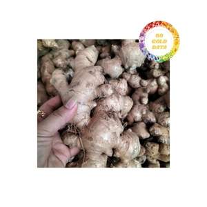 Gingembre frais d'origine du Vietnam avec une peau propre et lisse et un arôme naturel fort adapté à la cuisson des assaisonnements et des boissons - Product Image 1