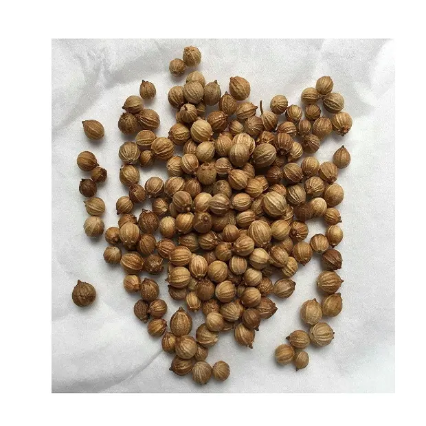 wholesales high quality food spices coriander seeds China special seasonings cilantro seeds western food spices whole coriander