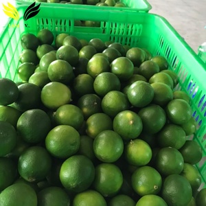 Exportación de Cítricos al por Mayor de Limas Verdes sin Semillas - Product Image 3