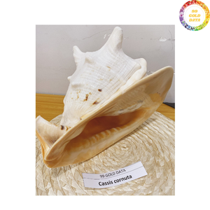 Concha Natural de Cassis Madagascariensis de Origen Vietnamita Diseñada para Decoración del Hogar y Diseños de Exhibición Curados - Product Image 6
