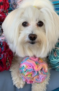 Trendy <b>Snuffle</b> <b>Ball</b>, Treat Dispenser, Treat <b>Ball</b>, Canine Enrichment, Keep Dogs Busy, Dog Toy, Cat Toy, Toy - Product Image 2