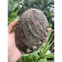 Offre Spéciale de haute qualité artisanat naturel poli ORMEAU COQUILLAGES pour la décoration de la maison