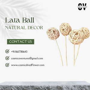 Handcrafted Natural Lata <b>Balls</b> Dried Flower Eco-Friendly Indoor/Outdoor Decorative Vase Filler Centerpieces Home Graduation - Product Image 2