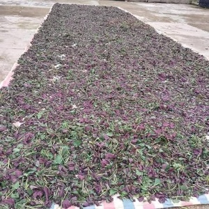 Harmonie Naturelle dans Chaque Feuille : Feuilles de Perilla Séchées Cueillies à la Main des Jardins d'Herbes du Vietnam, Marque VietFargimex, Durée de Conservation de 12 Mois - Product Image 5