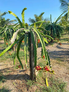 Qualité d'exportation de fruits du dragon vietnamiens frais cueillis à la main - Product Image 4