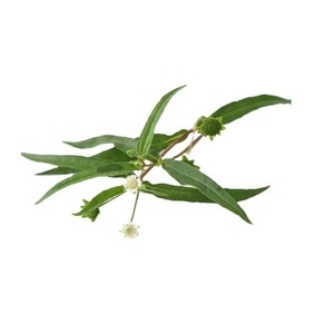 Aceite de Bhringraj al por mayor 100% aceite esencial orgánico puro para productos de cuidado del cabello proveedor a granel al mejor precio por exportadores indios - Product Image 1