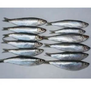 Frozen Whole Anchovy <b>Sprats</b> Bulk Packaging High Quality Dried Fresh Frozen Live Kapenta Fish Wholesale Supplier - Product Image 2