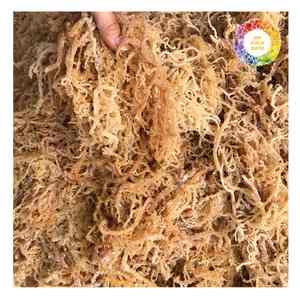 Type Eucheuma d'algues cottoni séchées au soleil de qualité supérieure du Vietnam Idéal pour la fabrication de carraghénanes à l'exportation et l'utilisation d'aliments santé - Product Image 6