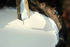 ยางลาเท็กซ์เวียดนามคุณภาพสูง ความคริสตัลลิโนตี้สูง HCPP สำหรับผลิตถุงมือทางการแพทย์ขนาดใหญ่ คุณภาพคงที่ ยี่ห้อยาง Phuc Thinh เวียดนาม - Product Image 2