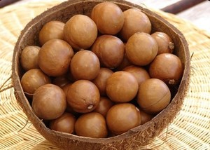 Cao Cấp Tươi Crunchy Việt Nam Hạt Macadamia Dinh Dưỡng Số Lượng Lớn Bán Buôn Đơn Đặt Hàng Với Giá Cả Cạnh Tranh Cho Xuất Khẩu - Product Image 5