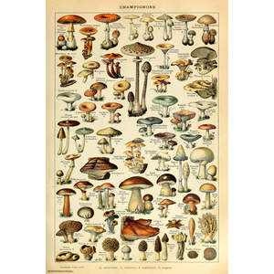 Adolphe Millot's Mushrooms Map <b>Poster</b> - Product Image 1