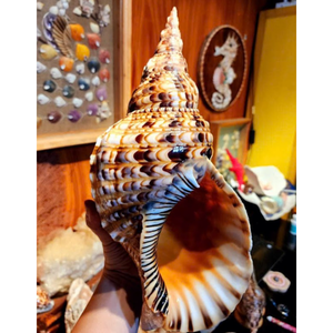 Handcrafted Decorative Seashells | Premium Natural Material | Coastal Home Style - Product Image 6