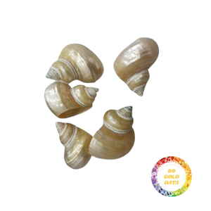 Elegantes servilleteros hechos de conchas marinas reales Toque costero para ajustes de mesa en bodas, resorts y fiestas en el jardín - Product Image 1