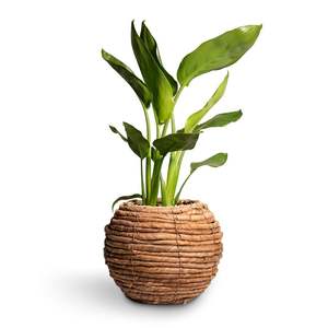 Panier décoratif en jacinthe d'eau pour plantes d'intérieur, jardin, balcon, pot de fleurs - Product Image 6