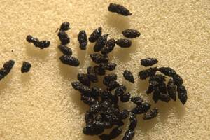 <b>Bat</b> Droppings Guano Producing High Quality Organic <b>Bat</b> Manure From Vietnam ANGEL - Product Image 4