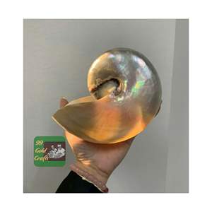 NAUTLUS SEASHELL PREMIUM AUTHENTIQUE NATUREL COQUILLE DÉCORATIVE VIETNAM VRAC VENTE EN GROS FOURNISSEUR QUALITÉ D'EXPORTATION OEM - Product Image 4