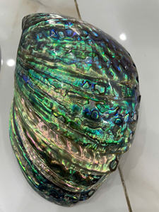 Concha de abulón natural grande de Vietnam, concha de abulón iridiscente con textura suave y tono oceánico a la venta con buena oferta - Product Image 4
