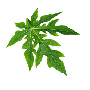 Pawpaw 100% Puro, Orgánico, Libre de Pesticidas, Seco, Recogido a Mano, Cultivado de Forma Ecológica - Product Image 2