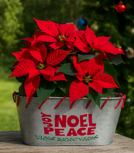 Jardinière rustique en métal galvanisé avec charme de poinsettia festif parfait pour la décoration de vacances et l'élégance toute l'année - Product Image 1