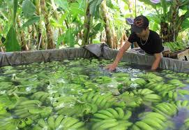 Exportation de bananes Cavendish vertes longues fraîches 100%-BANANES CAVENDISH VERTES DE QUALITÉ SUPÉRIEURE AVEC le bon marché du Viet Nam - Product Image 2