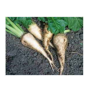 Meilleure qualité Icumsa 45 Sucre de canne raffiné Sucre de betterave de haute qualité sous forme granulaire Fabricant direct en vrac Tarif de gros - Product Image 6