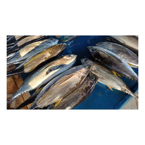 Thon jaune congelé à prix avantageux, en stock pour les besoins d'achat des distributeurs - Product Image 4