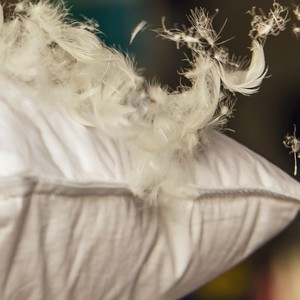 Plumas de pato teñidas naturales ecológicas para tiendas de artesanía, arreglos florales y decoración del hogar - Product Image 1