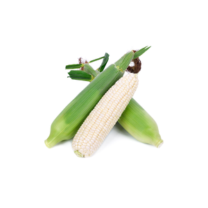 Comprar maíz blanco en grandes cantidades fresco a precios bajos - Product Image 1