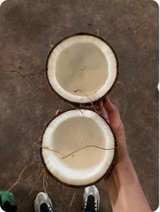 Cocos semidescascarados recién cosechados de Vietnam, venta al por mayor, Coco antiguo, producto agrícola natural de calidad superior - Product Image 5