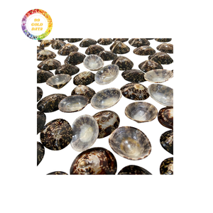 Fournisseur en gros de coquilles de lipet de qualité supérieure offrant des offres rentables avec une excellente qualité pour les matériaux d'artisanat - Product Image 6