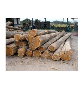 Grandes quantités de bûches de bois de sapele pour les menuisiers et les projets - Product Image 2