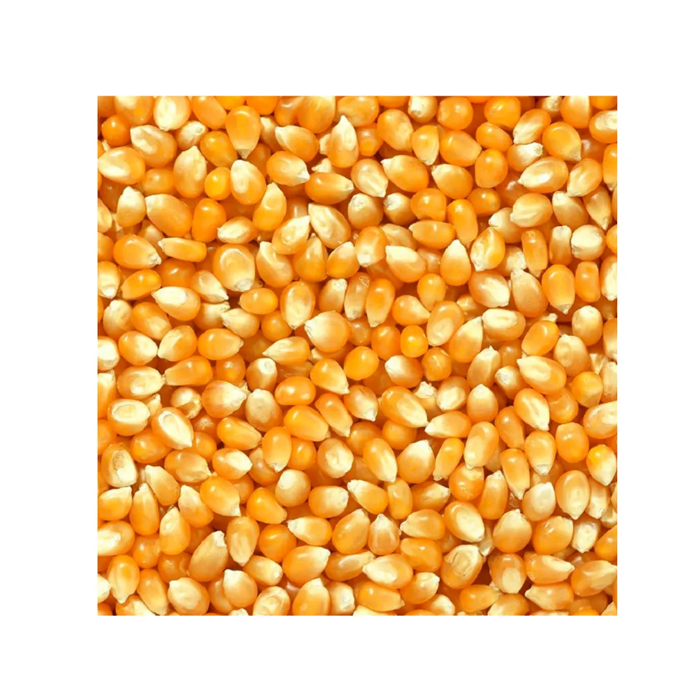 Wholesale GMO Yellow Corn Sweet Kernel Corn Color Organic ECO Maize Animal Feed Human Feed Grains Frozen Sweet Corn