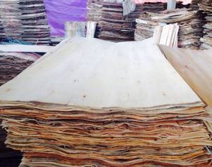 Noyau d'eucalyptus/acacia de la plus haute qualité pelé pour le contreplaqué à bon prix - Product Image 3