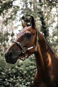 Une couronne de forme ergonomique, un large muserolle incurvée et une pièce de cou donnent à ce licou avec une quincaillerie en laiton à pression rapide - Product Image 3