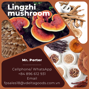 Champignons Lingzhi séchés de haute qualité pour les fêtes - Product Image 2