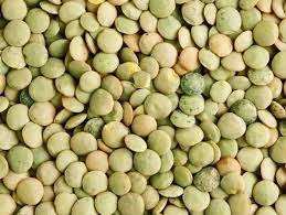 Lentilles vertes biologiques à vendre à bas prix - Product Image 5