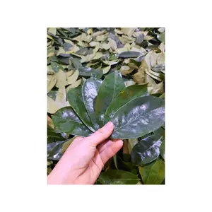 खट्टे अंजीर की पत्तियों से अपने स्वास्थ्य को बढ़ाएं: संतुलित जीवन के लिए प्रकृति का रहस्य