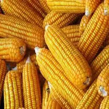 Bulk Dried Yellow Corn Wholesale /Dried Yellow Maize for Animal Feed