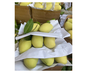 High Quality <b>Fresh</b> <b>Mango</b> Vietnam Supplier For Bulk Order - Sweet Keo <b>Mango</b> And Cat Chu <b>Mango</b> For Export Buyers - Product Image 3