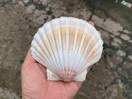 Las conchas marinas decoran hermosas criaturas del mar, conchas de Vieira de la naturaleza, accesorios decorativos únicos de la naturaleza - Product Image 6