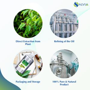 Venta al por mayor a granel 100% aceite esencial puro y natural de Ravintsara embalaje personalizado precio bajo - Product Image 4