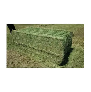 Online Beli stok jumlah besar potongan segar Alfalfa Hay dari pemasok AS