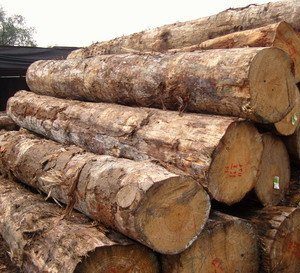 Cypress <b>Logs</b> for Structural Use Cypress <b>Logs</b> for Heavy Duty Furniture Cypress <b>Logs</b> for Paneling - Product Image 5