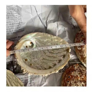 Coquille d'ormeau bleu poli au Vietnam coquille brute en nacre en gros pour l'exportation décorative - Product Image 2