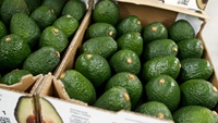 Premium Fuerte Variëteit Rijpe Tropische Subtropische Verse Avocado's Vlees 100% Natuurlijk Romig Vietnamese Oorsprong 10kg/doos