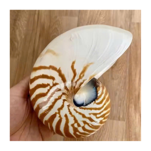 Coque Nautilus fabriquée artisanalement du Vietnam pour la décoration côtière de luxe et les affichages de collection - Product Image 4