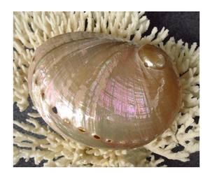 เปลือกหอยเป๋าฮื้อที่สวยงามสำหรับเครื่องประดับทำด้วยมือของตกแต่งบ้านและการสร้างสรรค์งานศิลปะที่หรูหรา - Product Image 1