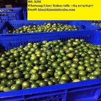 Groene Huid Natuurlijk Zuur Graad 1 100% Verse Calamansi Van Vietnam-Pk 0084 917 476 477