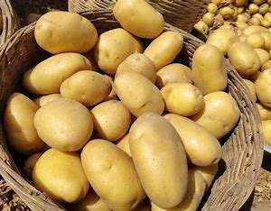 Variedad fresca de Holanda de alta calidad, patatas de carne amarilla brillante para suministro al por mayor, semillas, verduras, patatas fritas congeladas, Agric - Product Image 2