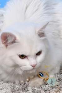 ชื่อแมวที่กำหนดเองและรูปภาพคอเพิร์ลเครื่องประดับสัตว์เลี้ยงของขวัญราคาปกติแมวชื่อตัวอักษรส่วนบุคคลปลอกคอขนาดเล็กปรับขนาดได้ - Product Image 4